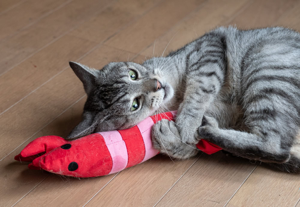 Cute cat playing with stuffed toy