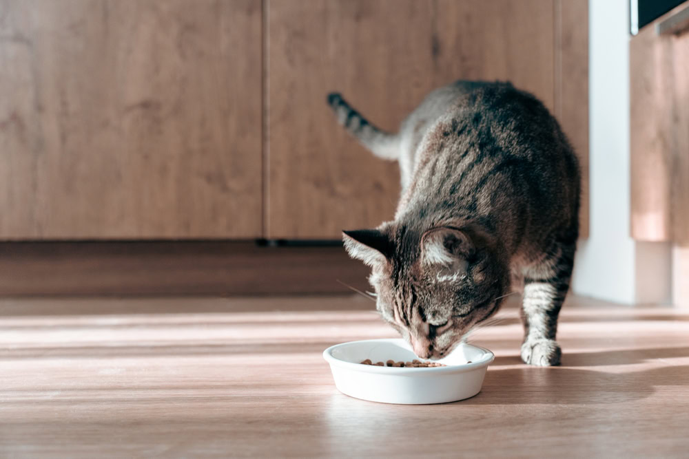 Domestic tabby cat approaches a bowl of food eating