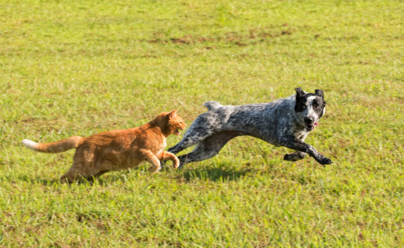 Ginger-tabby-cat-chasing-a-young-dog