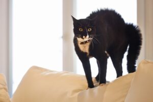 Why Do Cats' Tails Puff Up? 4 Vet-Verified Common Reasons | The Vet Desk