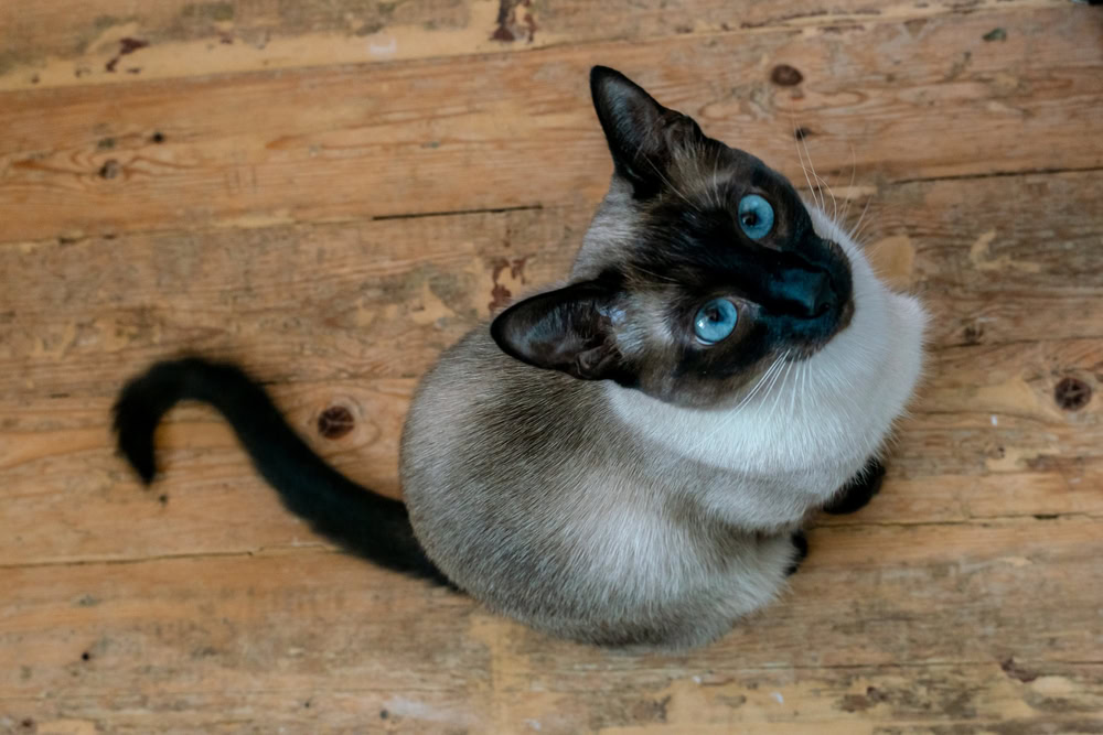siamese cat sitting on a wooden floor looking up