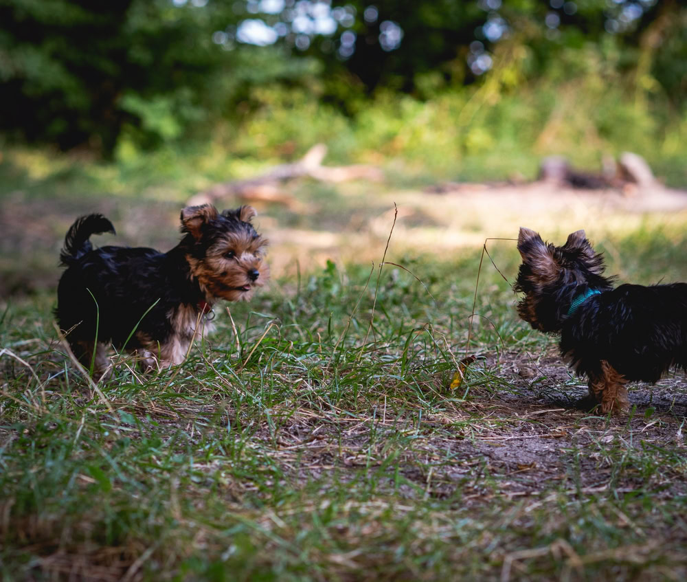 two yorkies facing each other