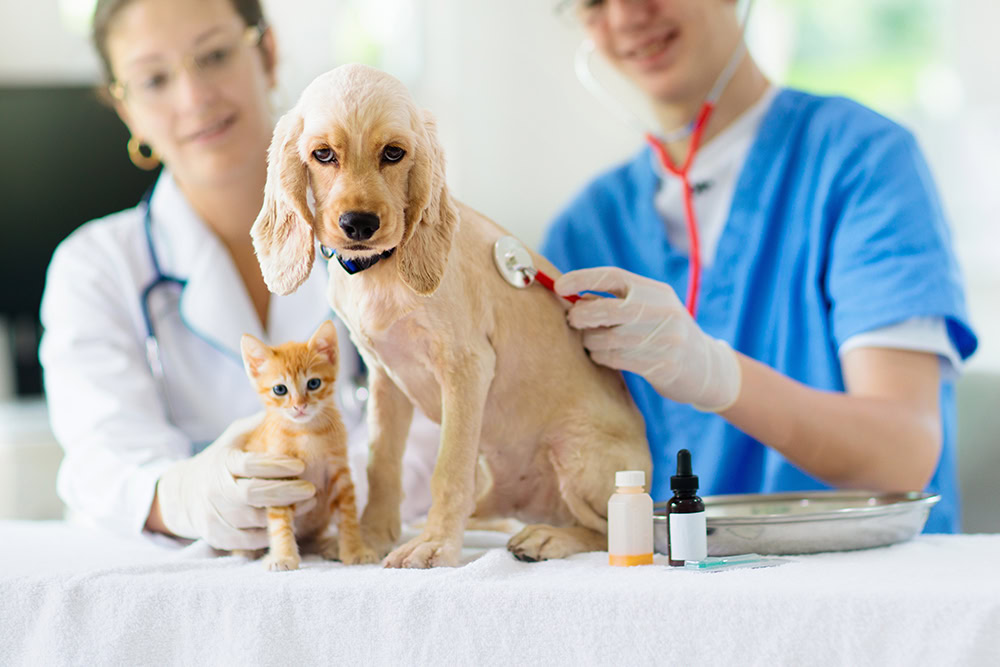 vets examining dog and a cat
