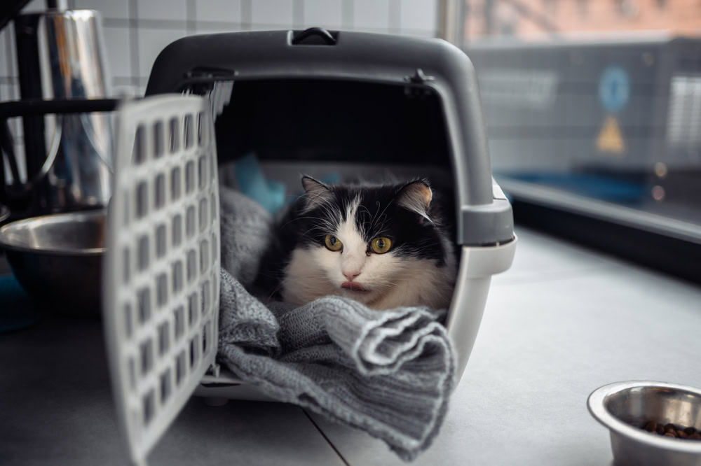 A beautiful cat in a portable carrier