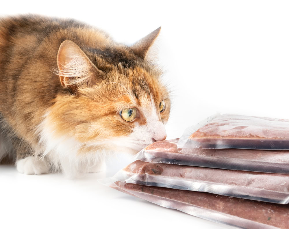 Cat sniffing on multiple frozen meat packages