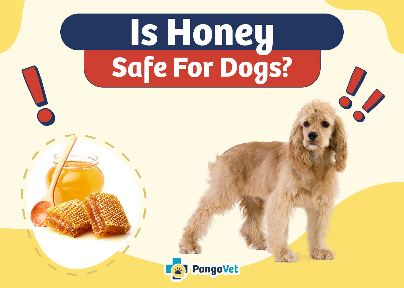 PangoVet_Is Honey Safe For Dogs