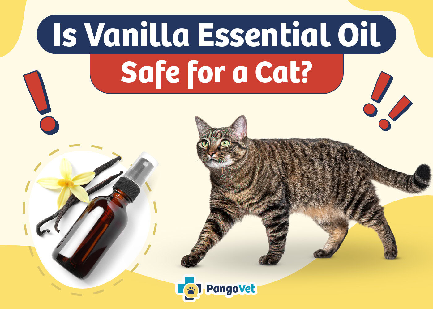 PangoVet_Is Vanilla Essential Oil Safe for a Cat