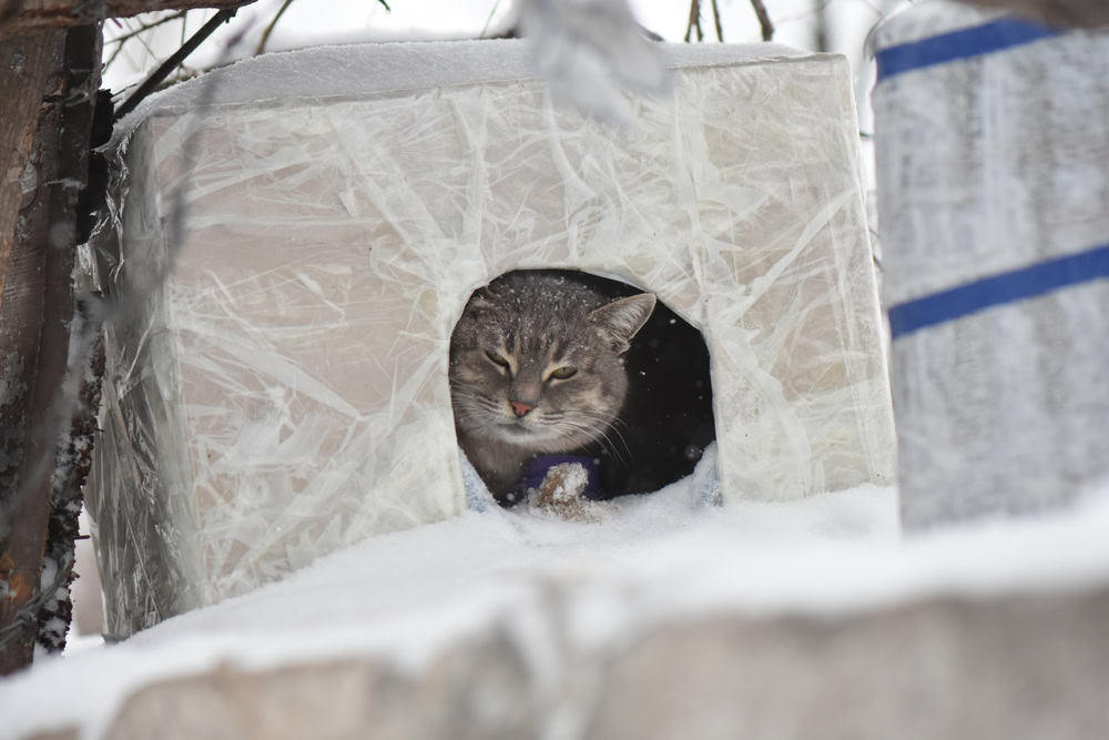 Stray-cat-in-the-shelter-in-the-winter