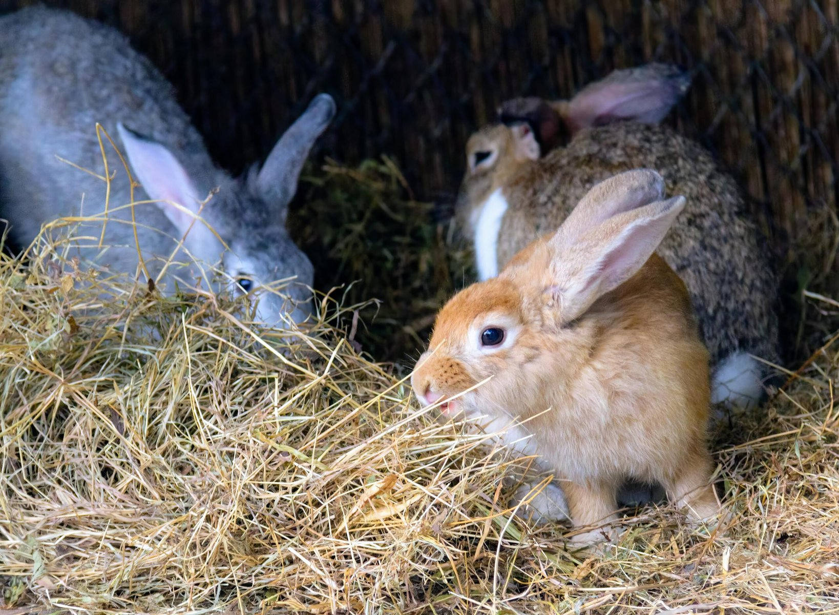 a photography of two rabbits eating hay in a straw covered area