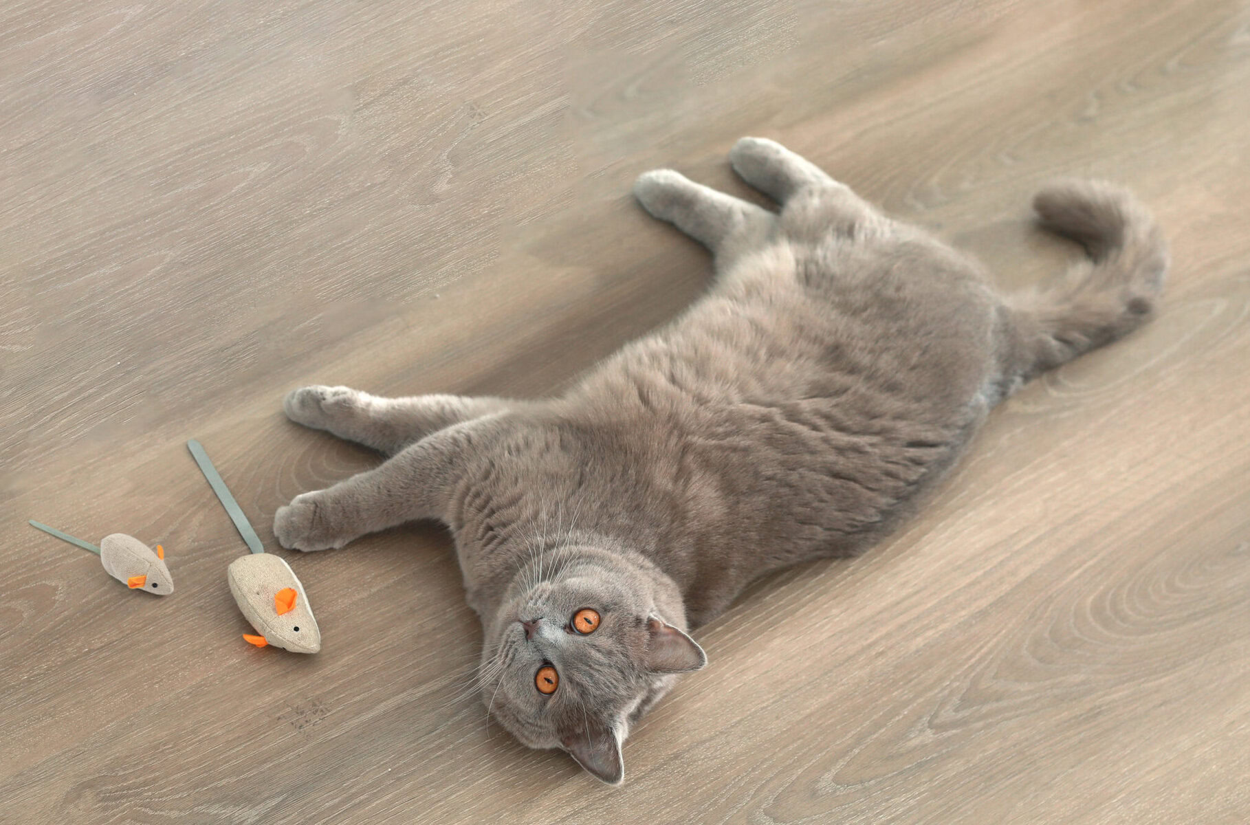 grey cat with hepper flax mouse toy set