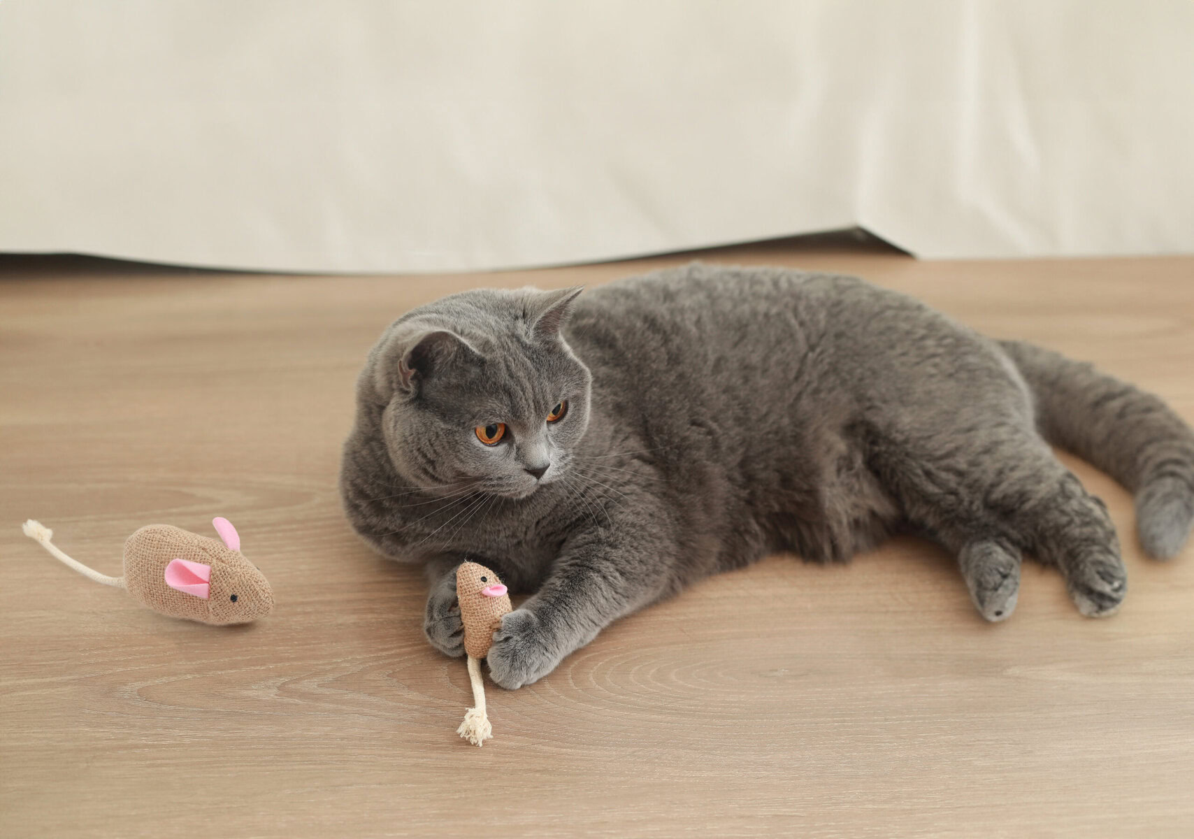 grey cat with hepper hessian mice toy set