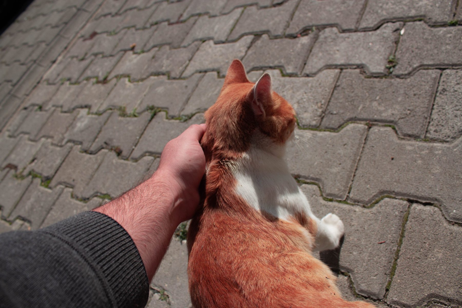 man's hand petting stray ginger cat on street