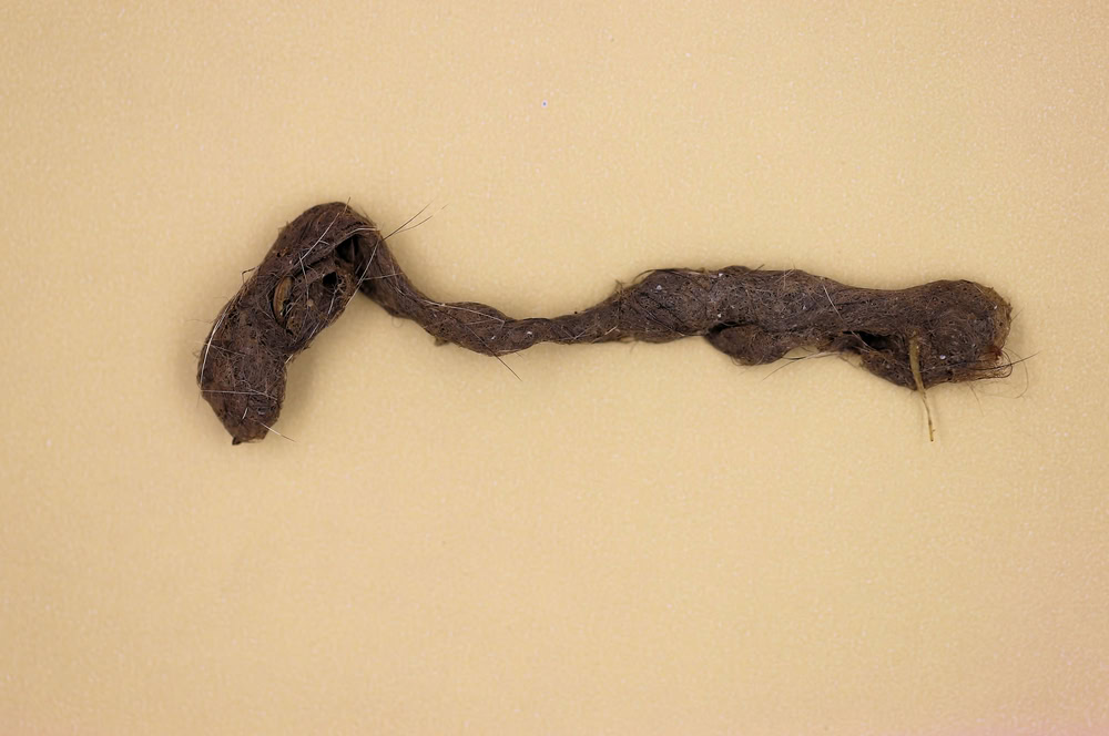 regurgitated hairball