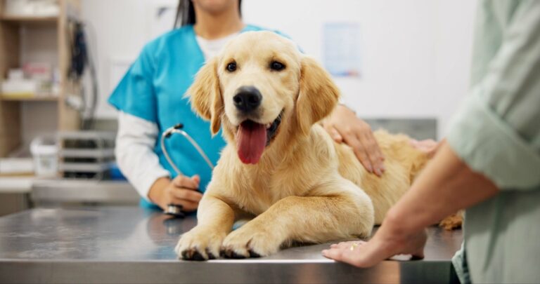 View of Can I Give My Dog Benadryl? Our Vet Explains the Uses & Potential Side ...