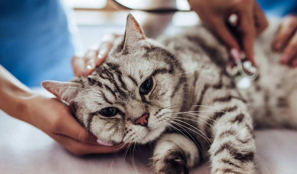vet examining a cat with stethoscope
