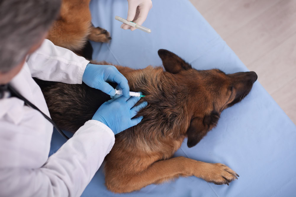veterinary surgeon is giving vaccine to German Shepherd Dog