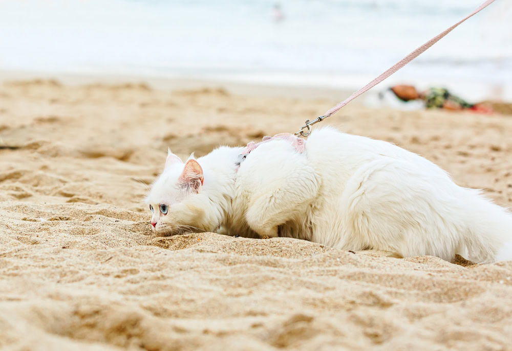 white angora cat with blue eyes in harness on sandy beach