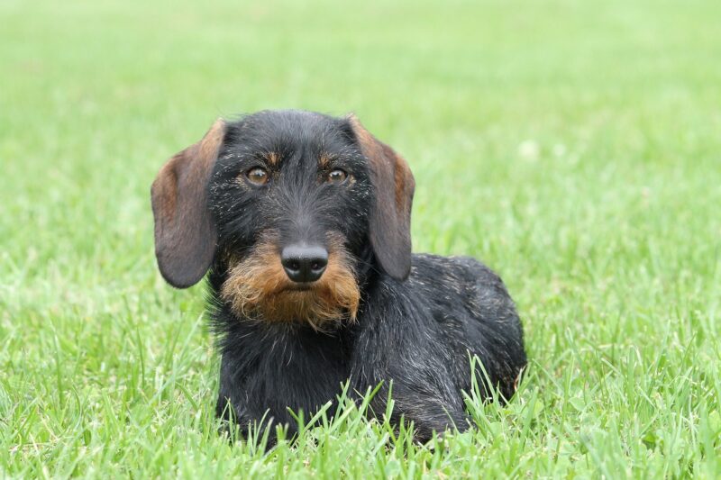 wire-hair-dachshund