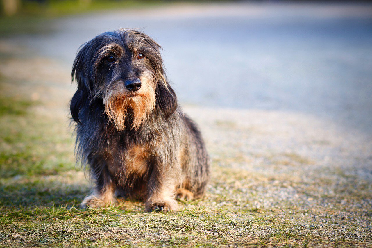 wire-haired-dachshund-by-the-lake