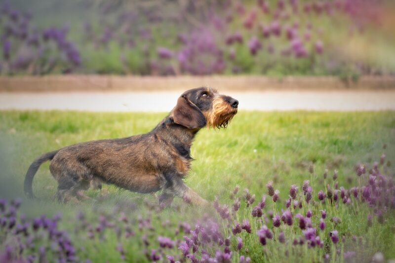 wire-haired-dachshund