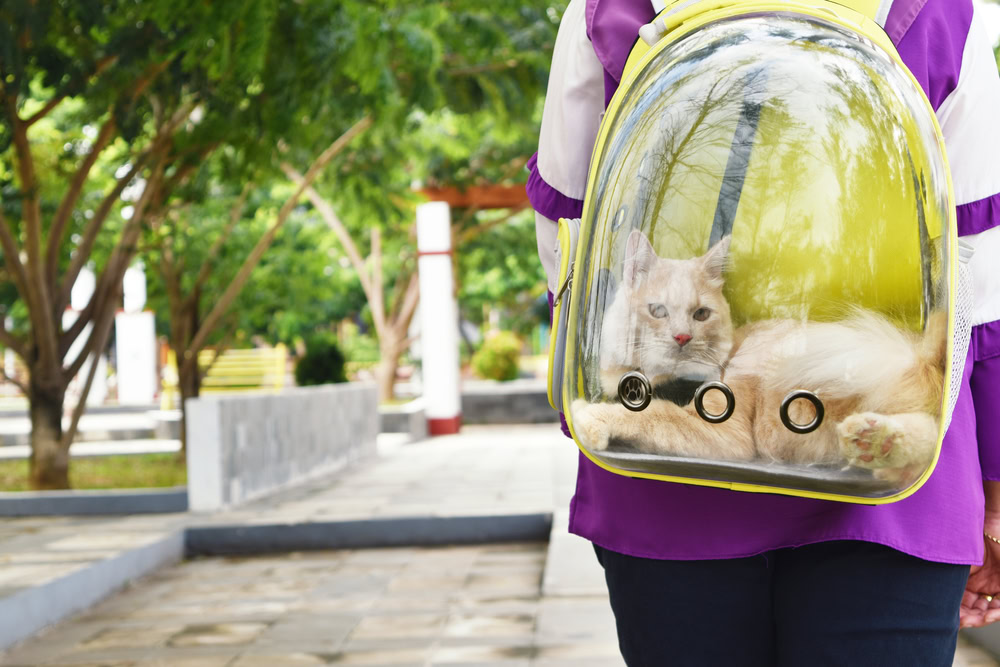 Cat Backpack Pod