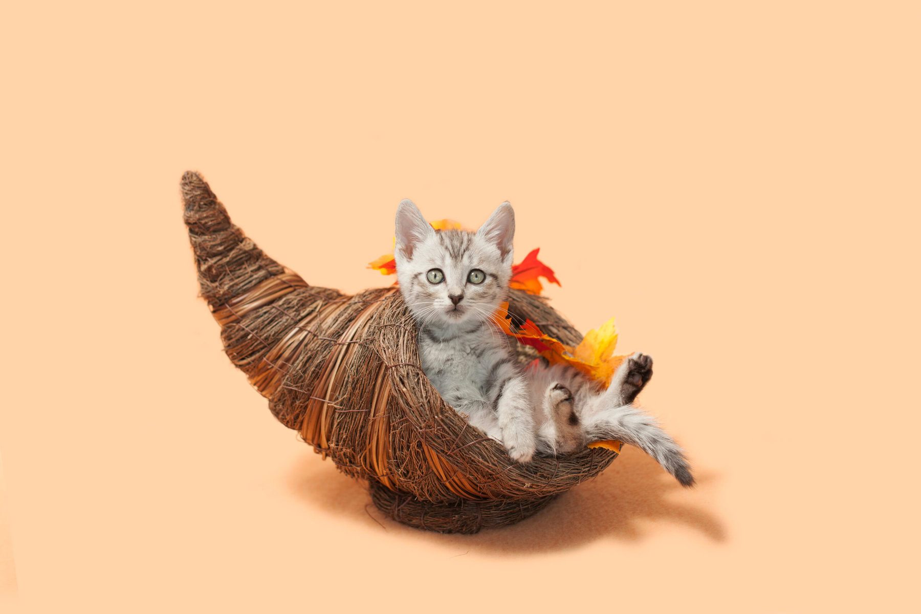 Gray tabby kitten sitting inside of a cornucopia