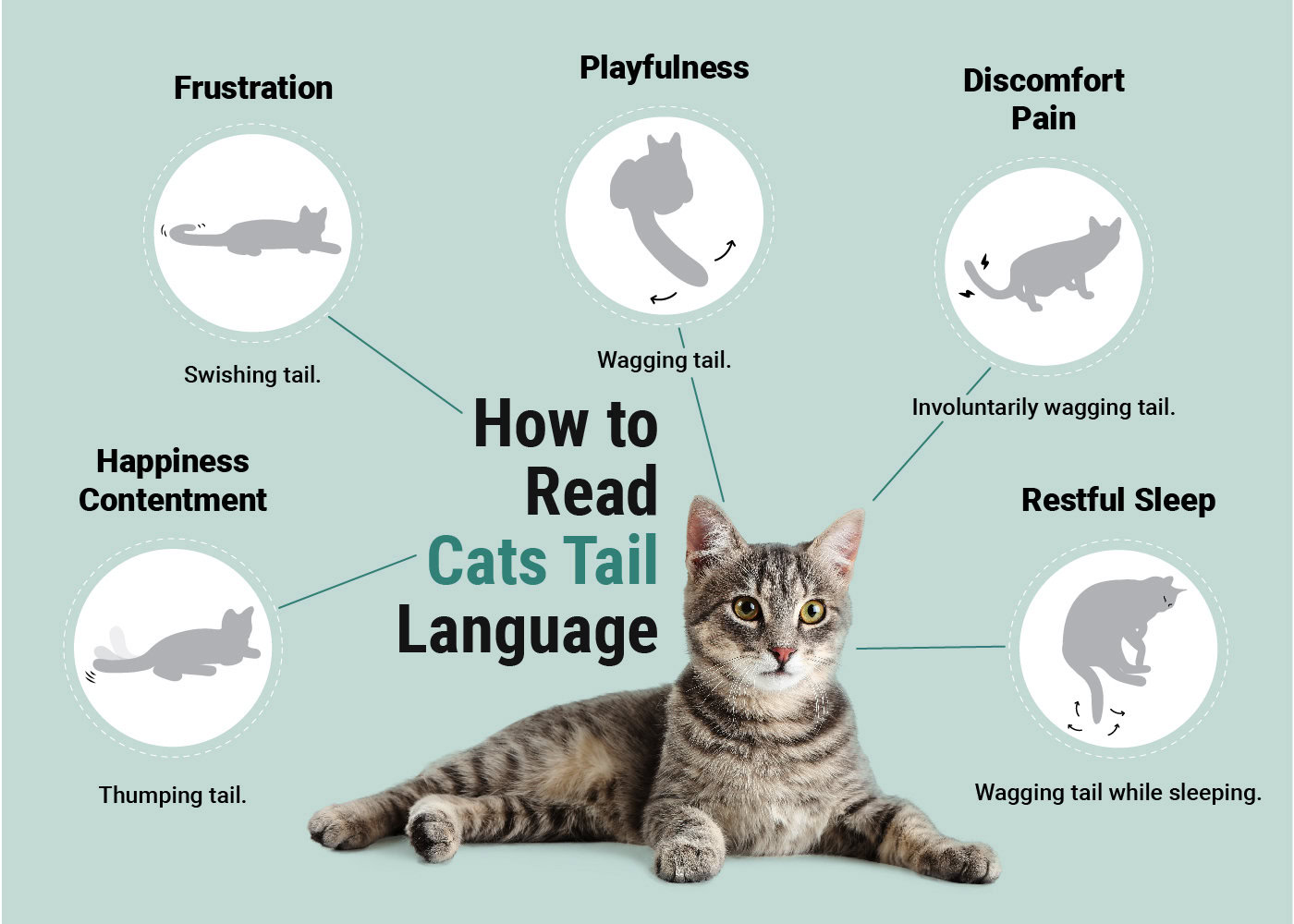 Hepper_How to Read Cats Tail Language_Infographic_v1_May 31 2023