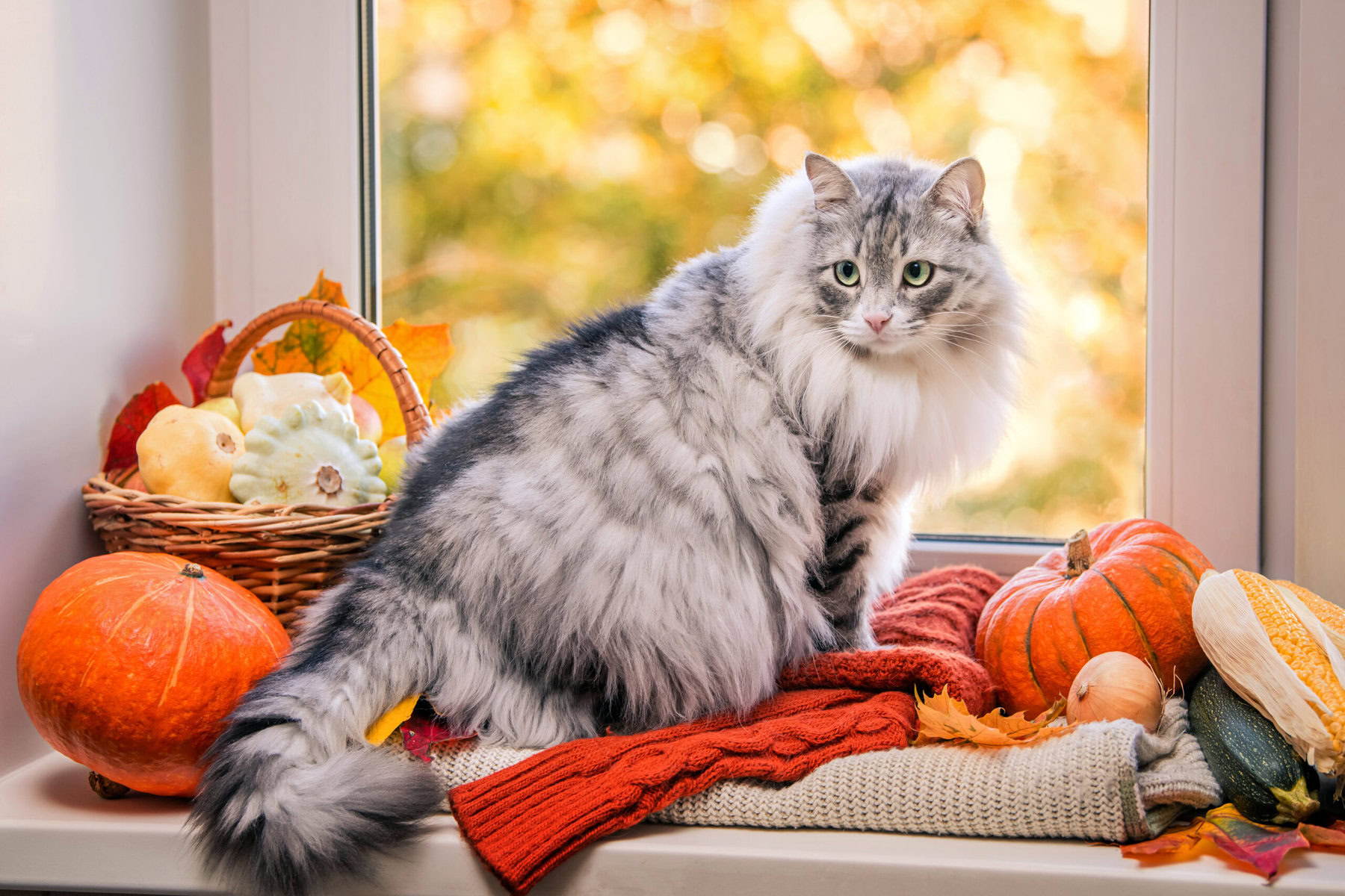 fat fluffy gray cat sits on the window among pumpkins