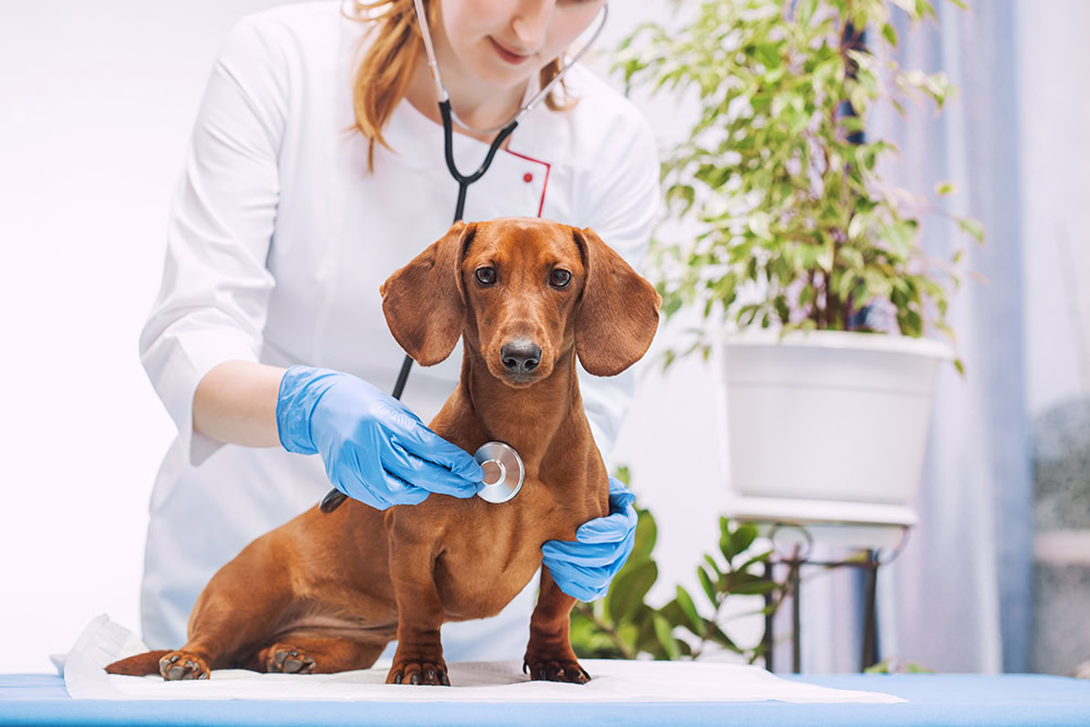 female vet checking up a brown dachshund dog