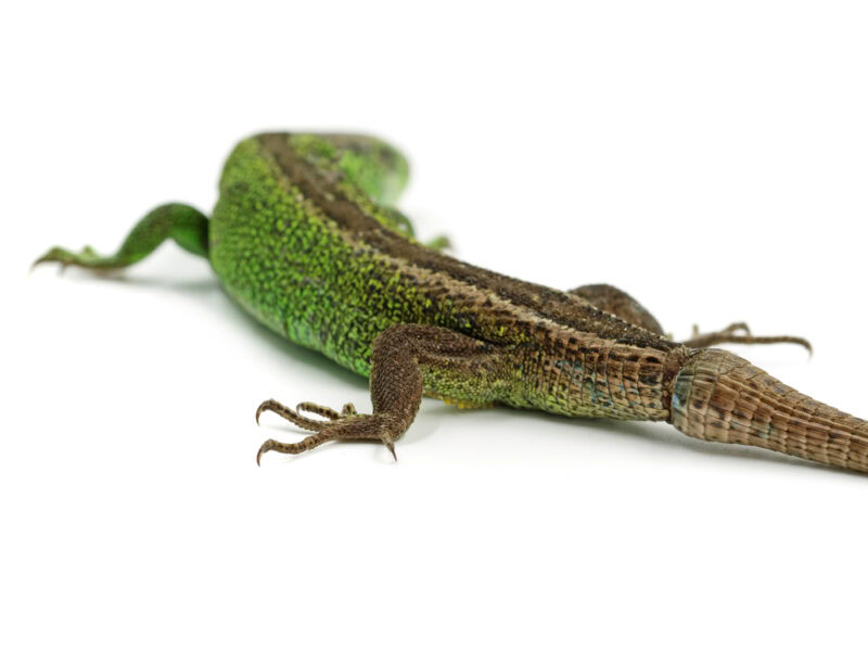 lizard with new tail