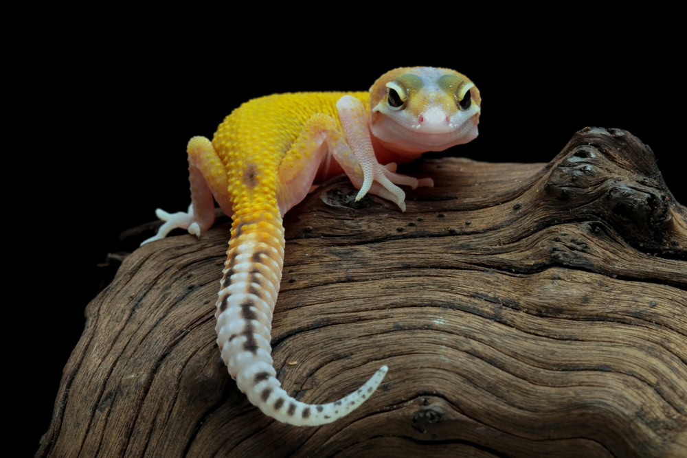 Leopard gecko lizard on wood with black background
