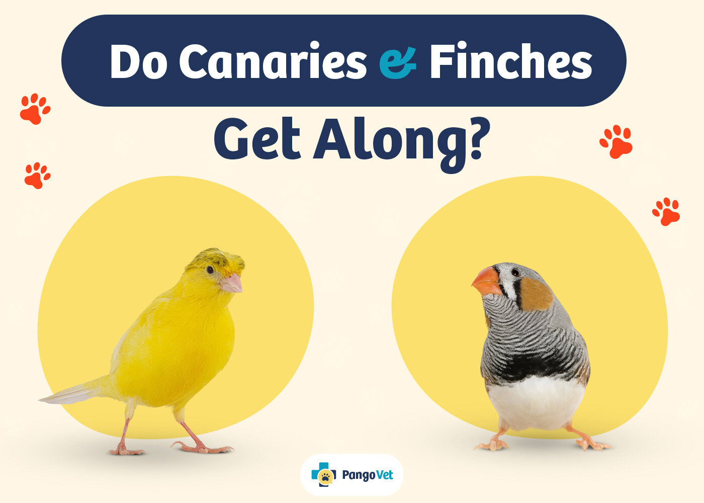 PangoVet_Canaries and Finches Get Along_v1_Aug 12 2024