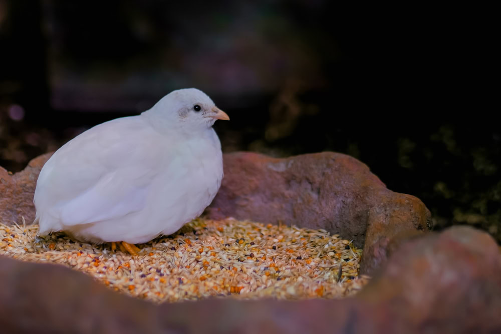Portrait-of-small-white-bird