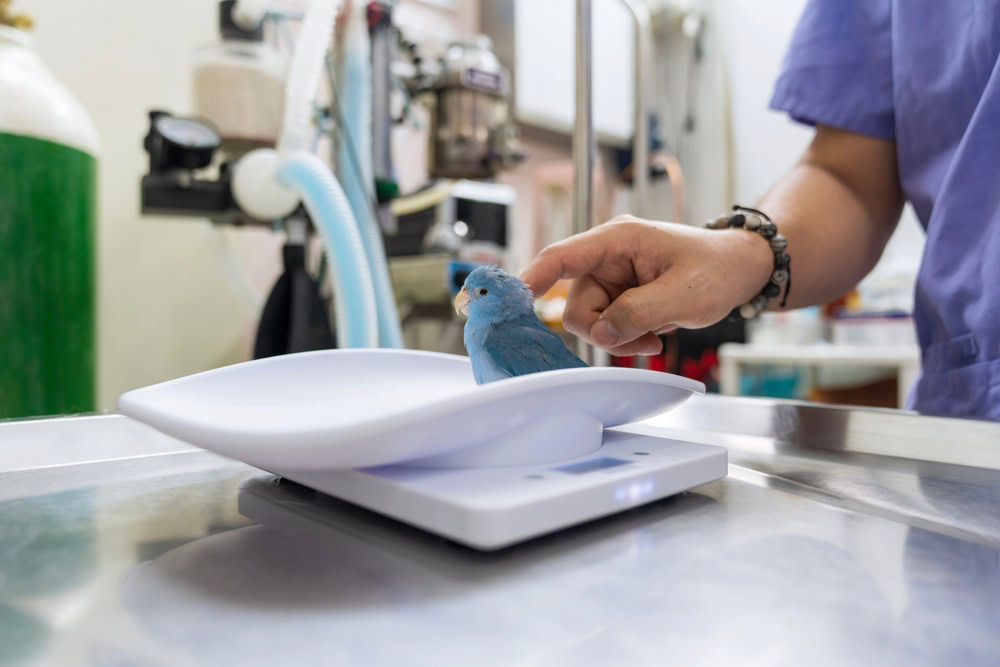 The-veterinarian-is-checking-the-health-of-a-bird