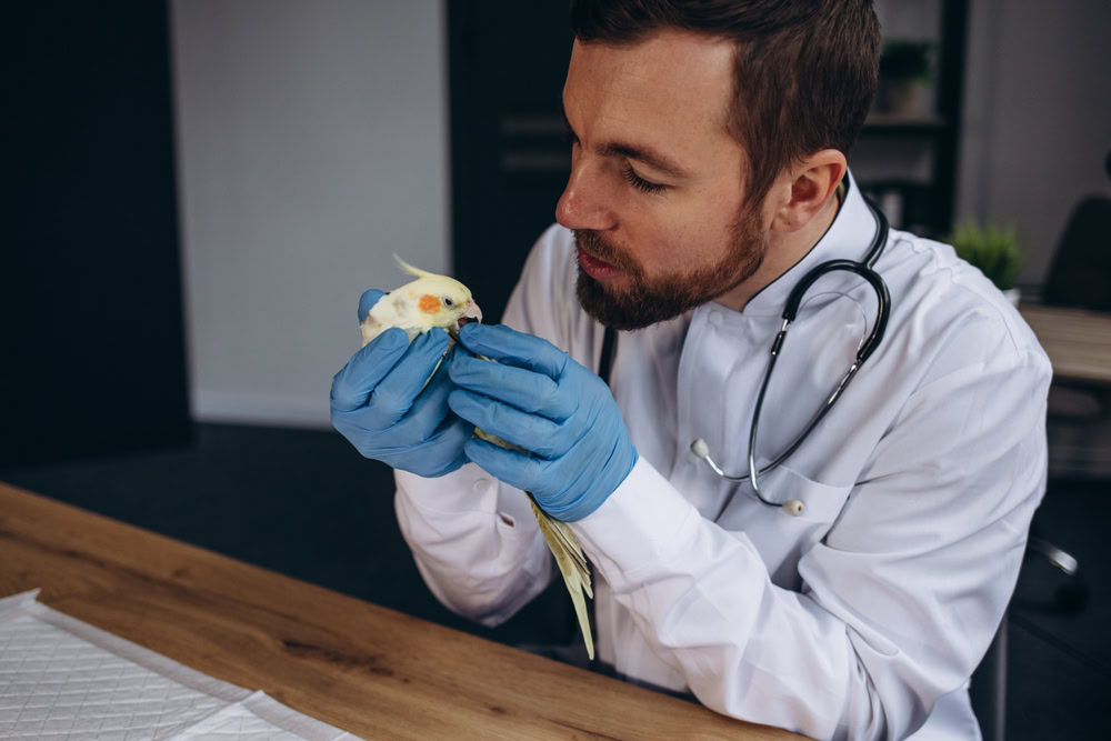 Veterinarian-doctor-is-making-a-check-up-of-a-parrot