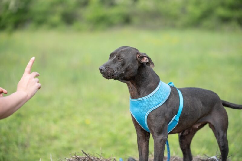 dog with harness and leash in obedience training