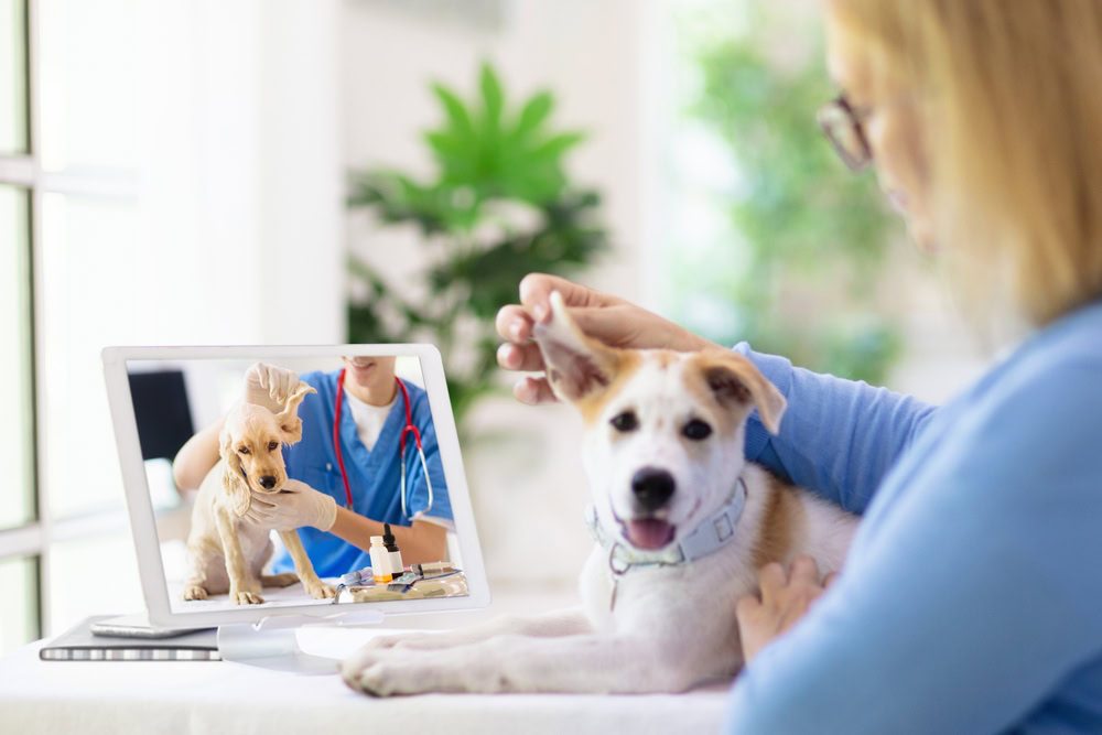 pet owner having an online or virtual consultation with a vet