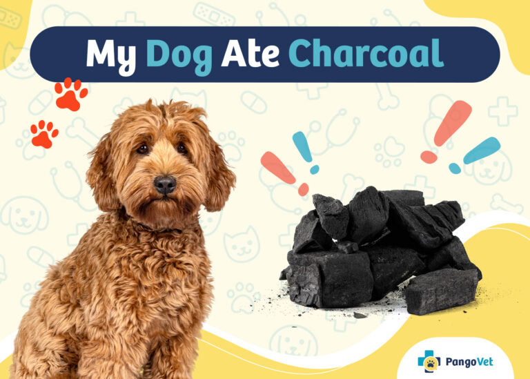 Image showcasing My Dog Ate Charcoal, What Should I Do? Vet-Reviewed Advice & Facts ...