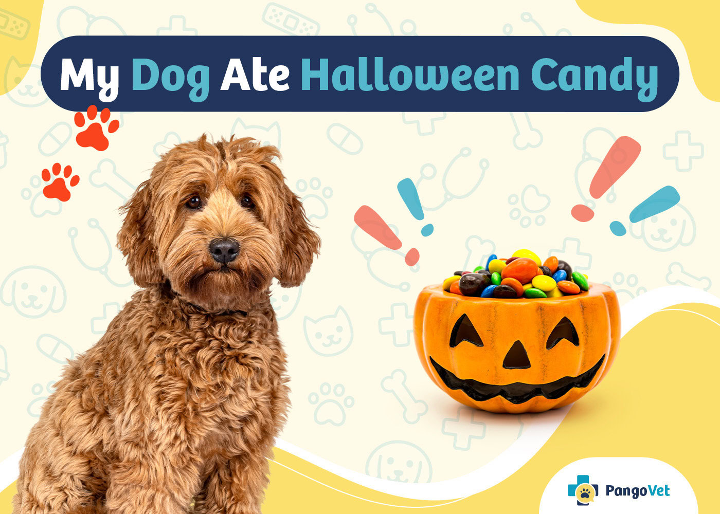 PangoVet_My Dog Ate Halloween Candy