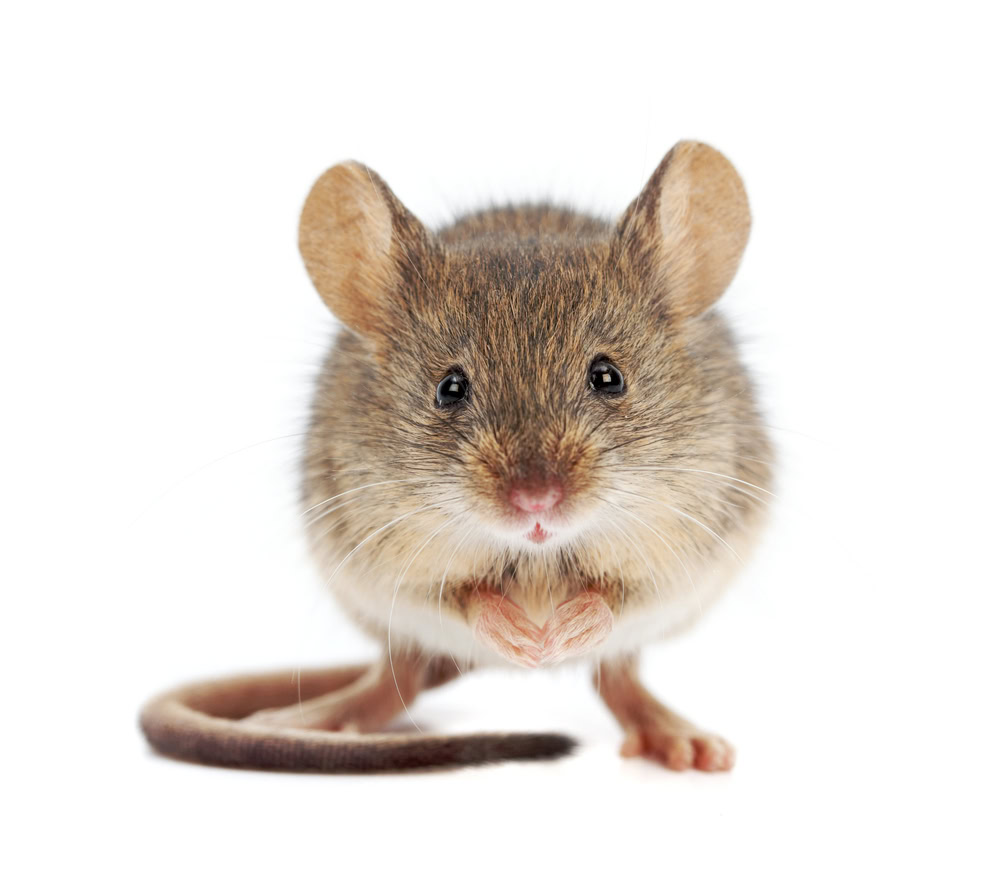 house mouse on white background