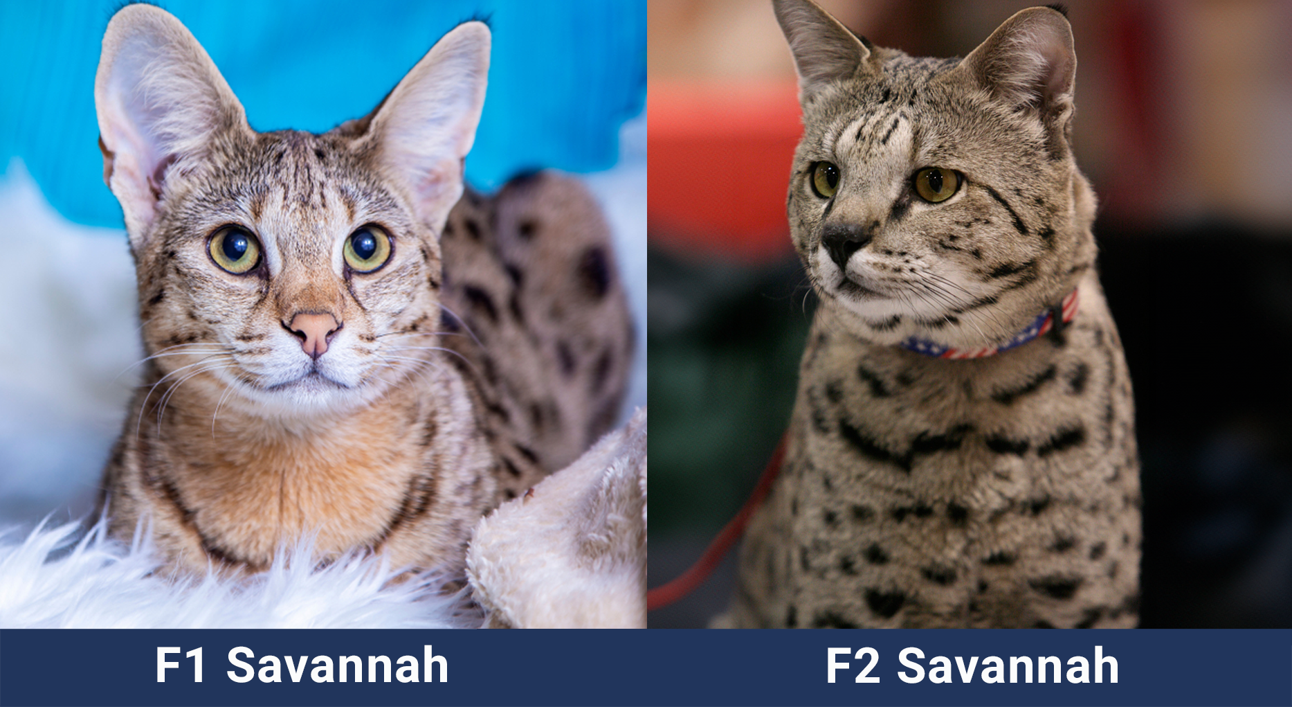F1 and F2 Savannah Cat Side By Side