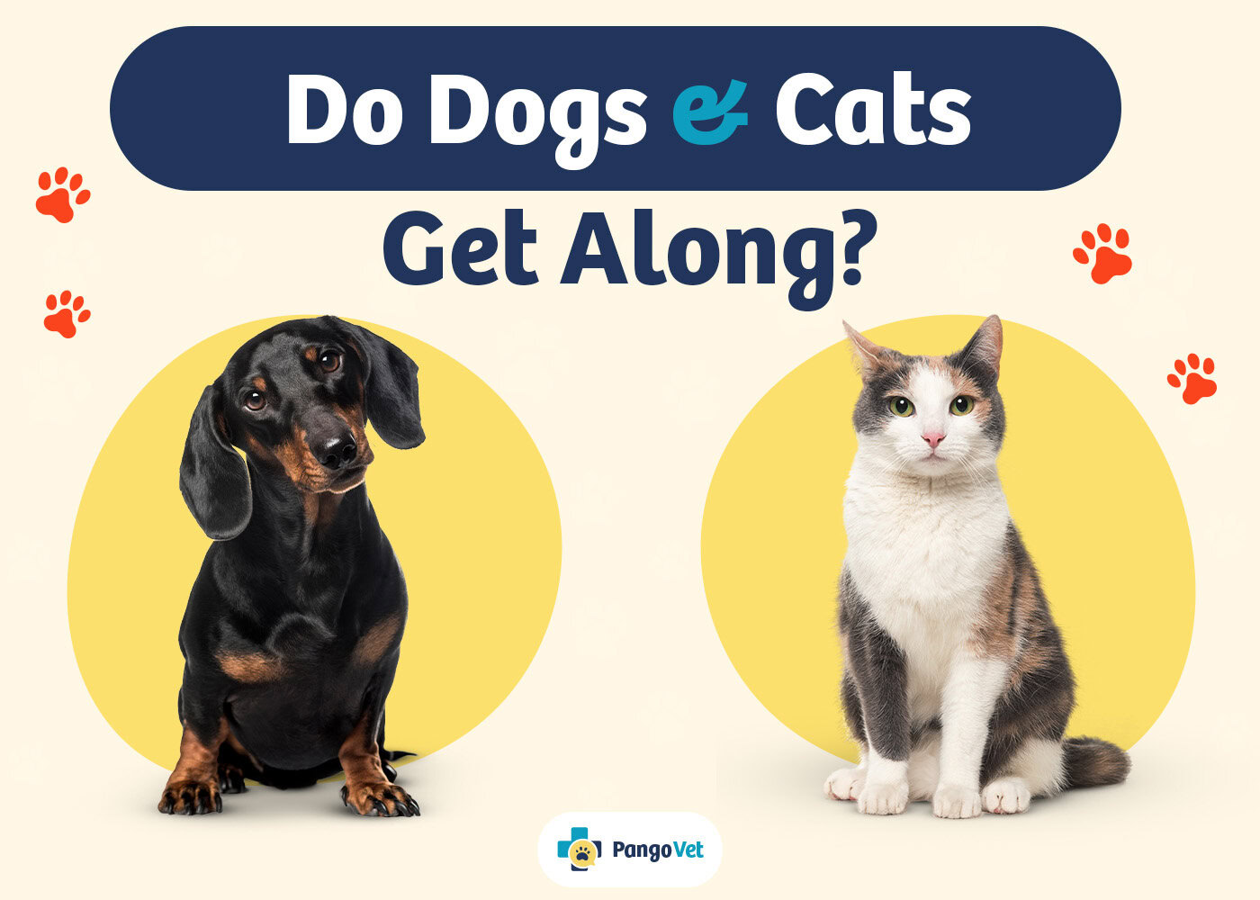 do cats and dogs eat along