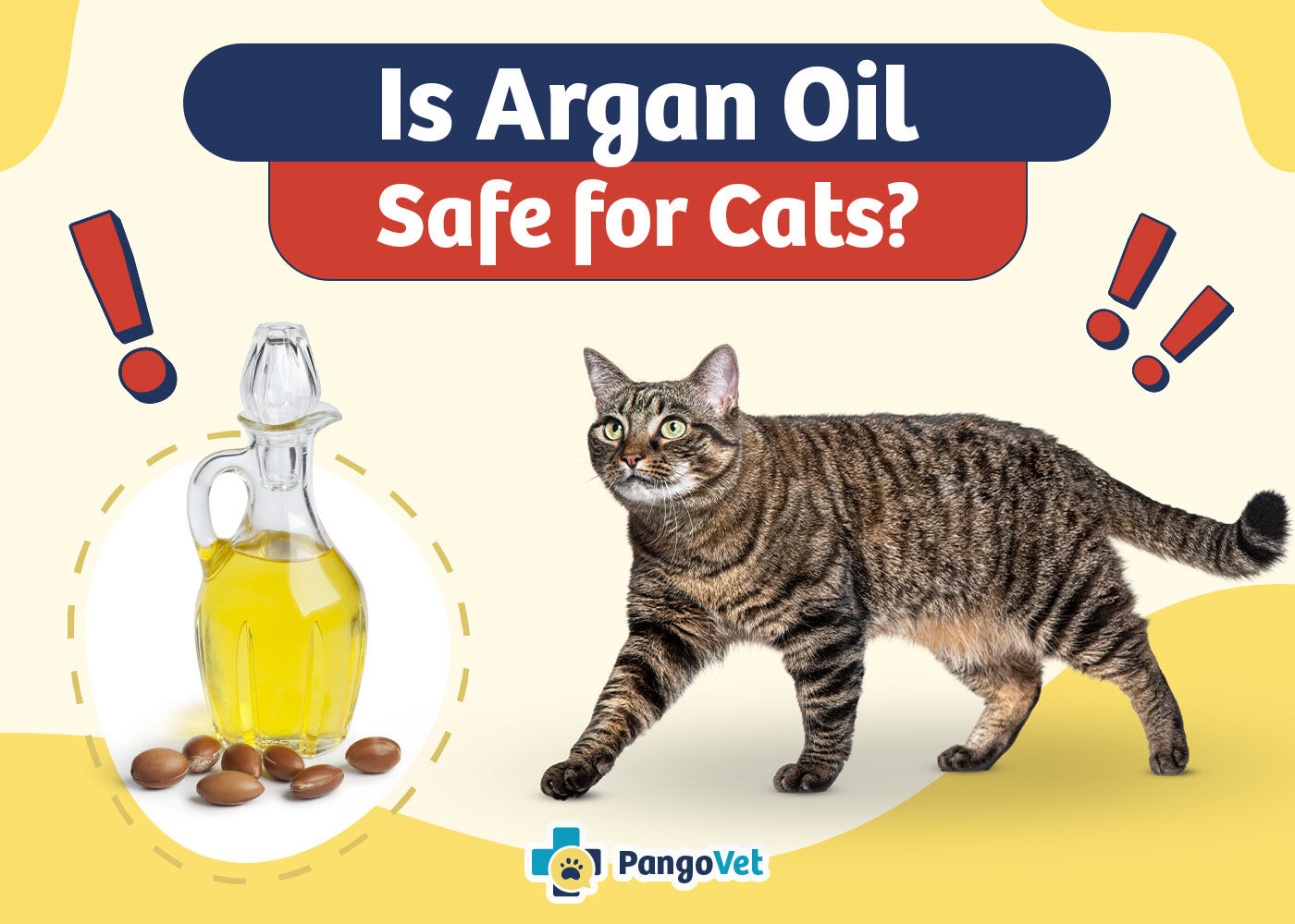 PangoVet_Is Argan Oil Safe for Cats