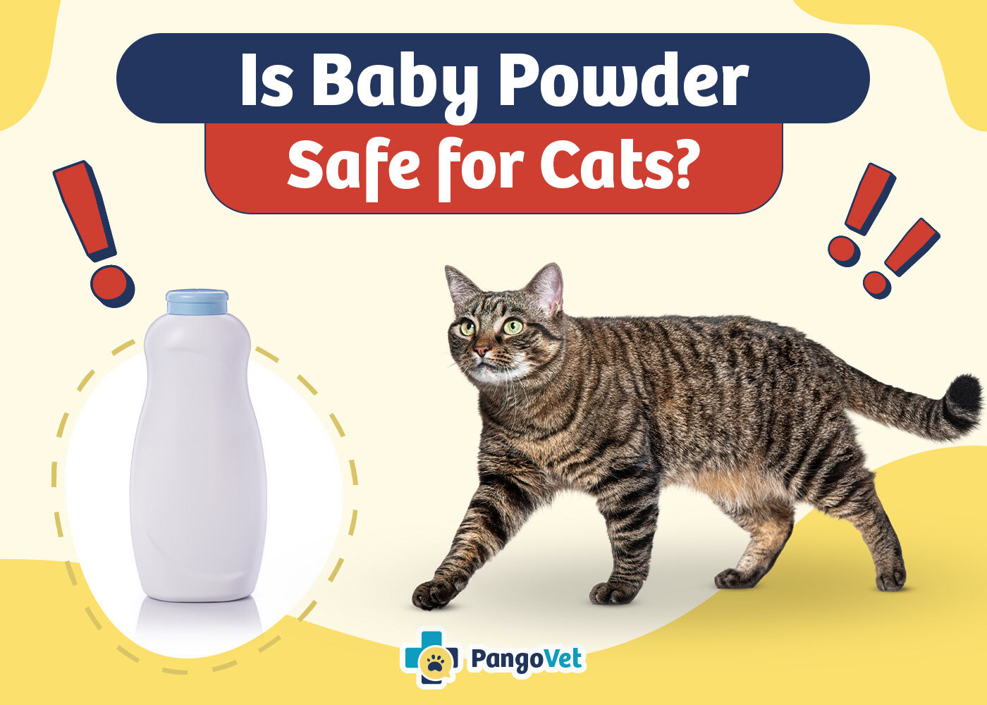 PangoVet_Is Baby Powder Safe for Cats