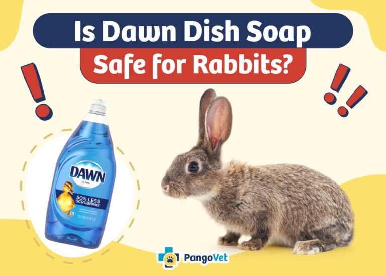 Soaping Rabbit Is Dawn Dish Soap Safe for Rabbits? Vet Reviewed Efficacy & Safety ...