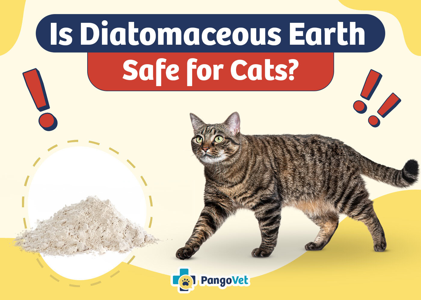 PangoVet_Is Diatomaceous Earth Safe for Cats