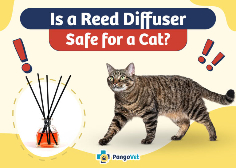 Is a Reed Diffuser Safe for a Cat? Vet Reviewed Facts & FAQ | The Vet Desk