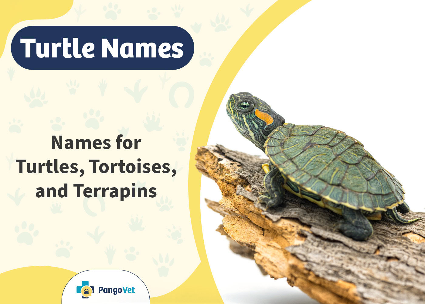 PangoVet_Names for Turtles Tortoises Terrapins