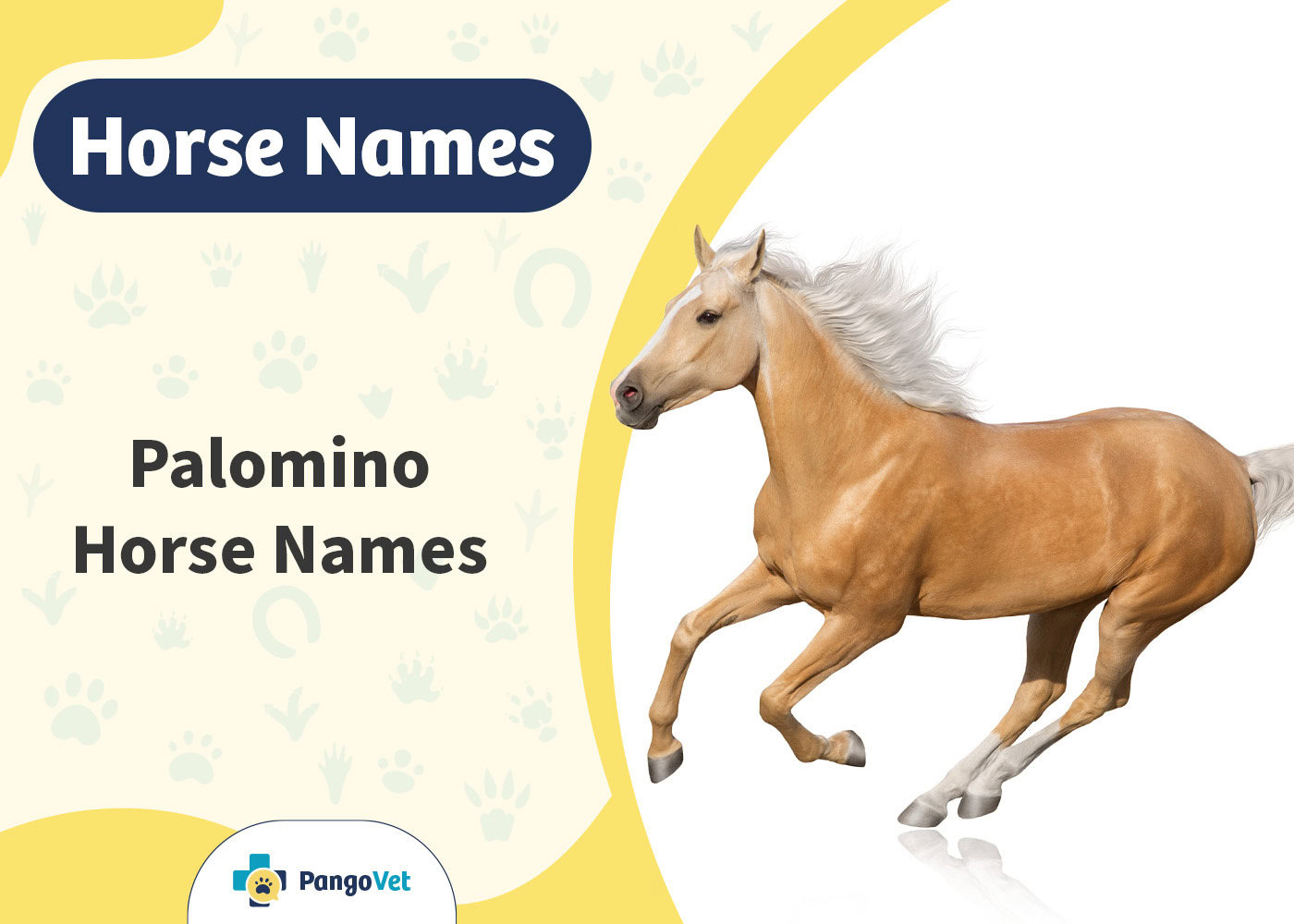 PangoVet_Palomino Horse Names
