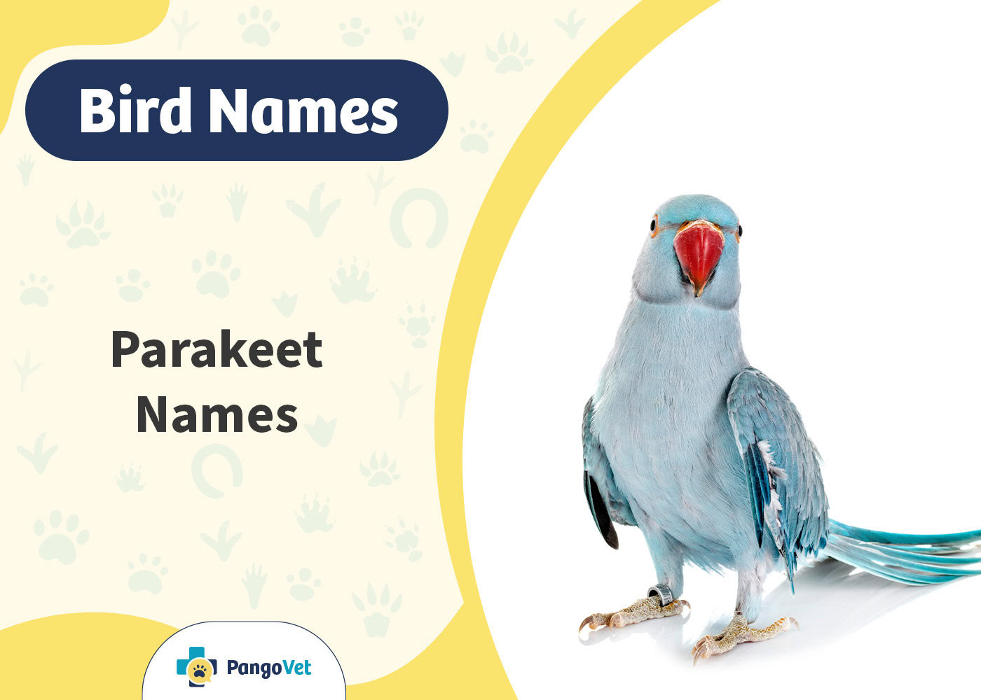 PangoVet_Parakeet Names